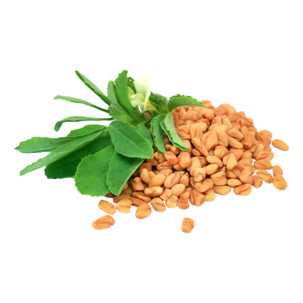 Fenugreek