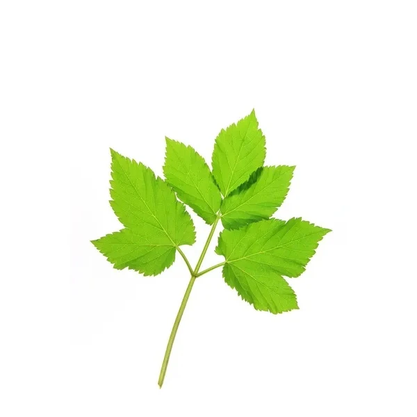 Horny Goat Weed