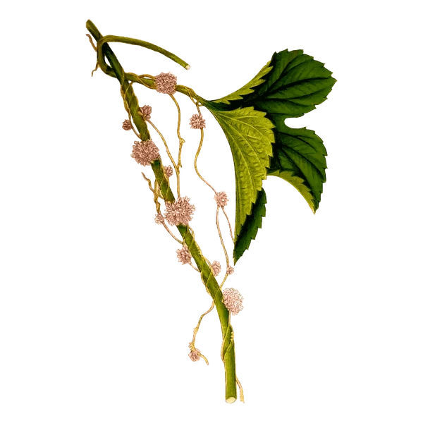 Cuscuta Chinensis