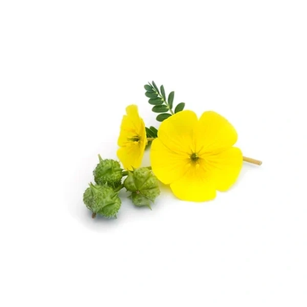 Tribulus Terrestris