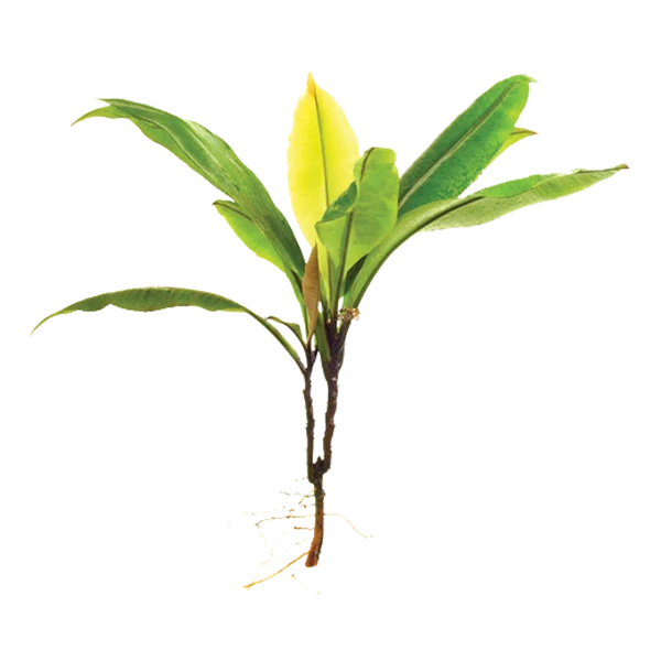 Kacip Fatimah