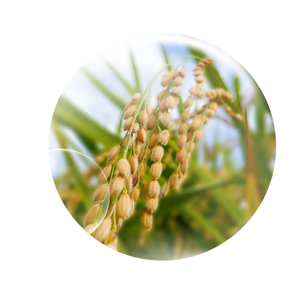 Oryza Polyamine