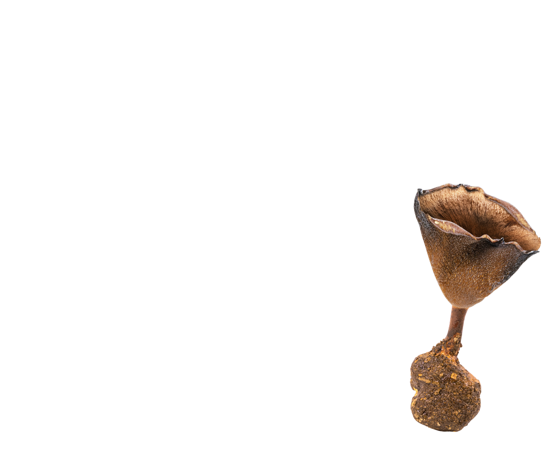 第三層核心圖